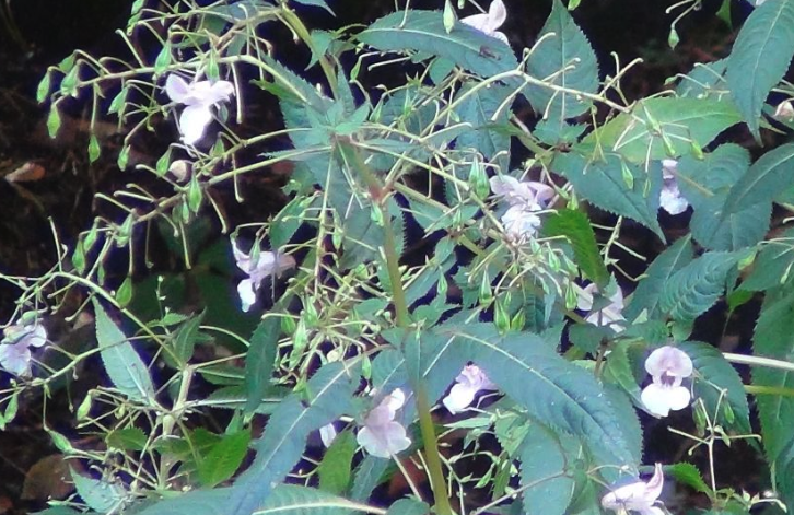 金凤花平时的维护和管理?