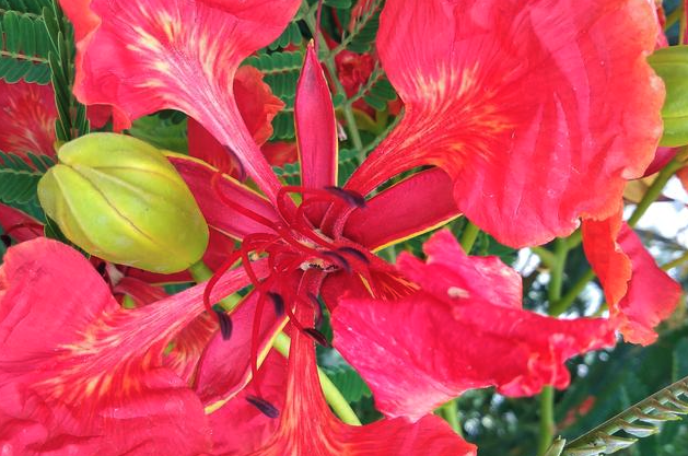 金凤花种植方法和方式?