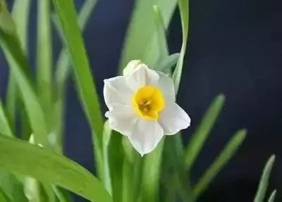 50种花语浪漫