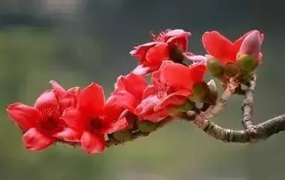 50种花语浪漫