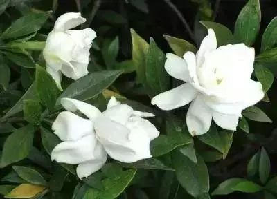50种花语浪漫