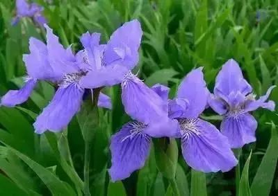 50种花语浪漫