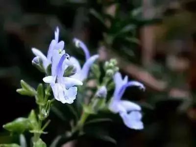 50种花语浪漫
