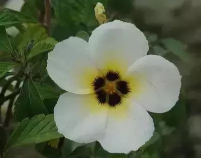 50种花语浪漫