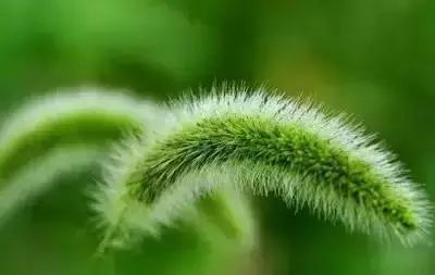 50种花语浪漫