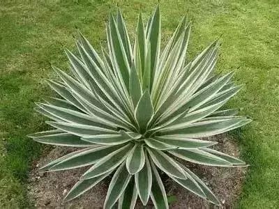 50种花语浪漫