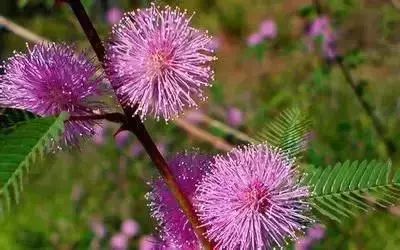 50种花语浪漫