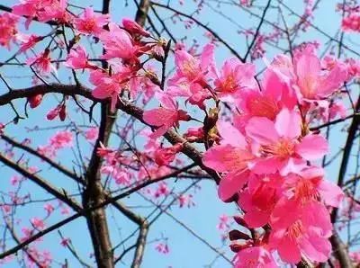 50种花语浪漫