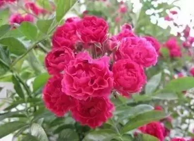 50种花语浪漫