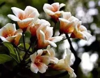 50种花语浪漫