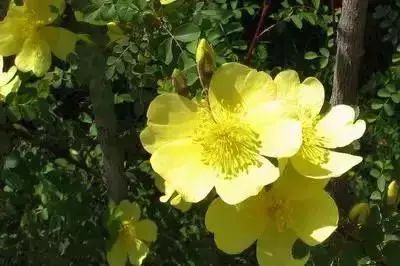 50种花语浪漫