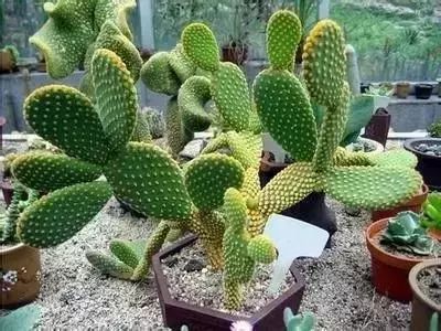 50种花语浪漫