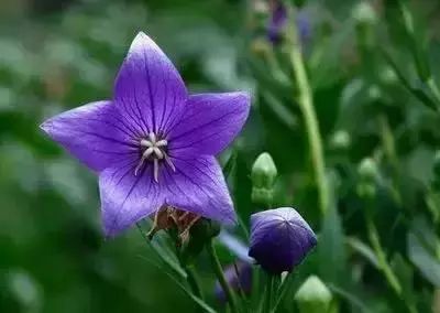 50种花语浪漫