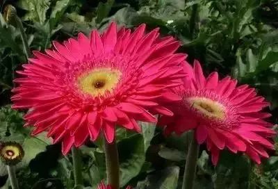 50种花语浪漫