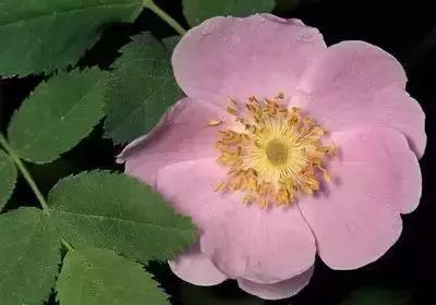 50种花语浪漫