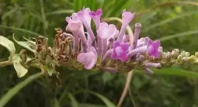 50种花语浪漫