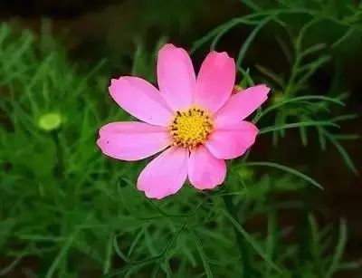 50种花语浪漫