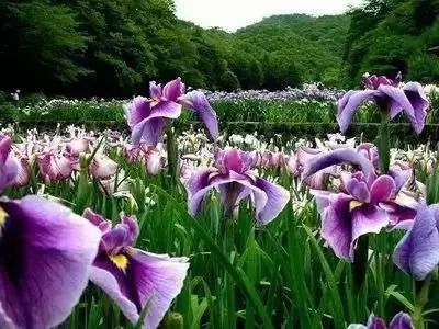 50种花语浪漫