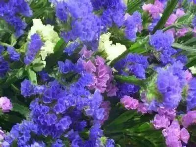 50种花语浪漫