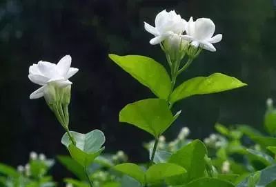 50种花语浪漫