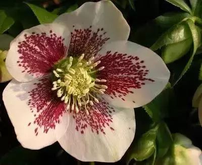 50种花语浪漫