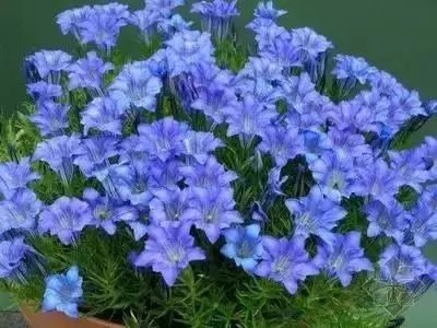 50种花语浪漫