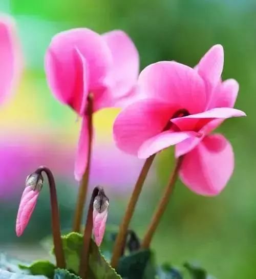 50种花语浪漫