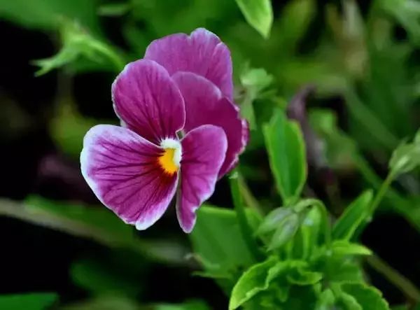 50种花语浪漫