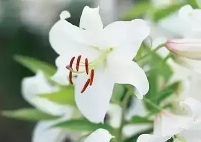 50种花语浪漫