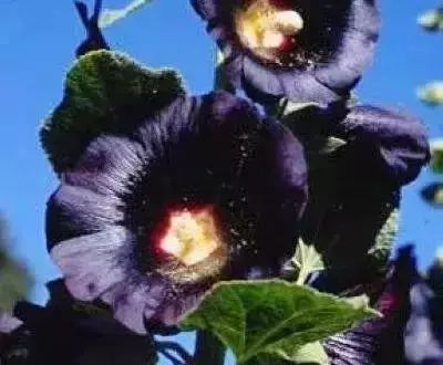 50种花语浪漫