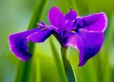 50种花语浪漫