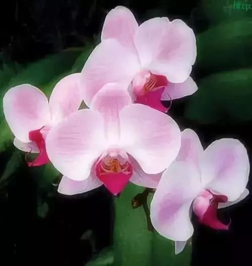 50种花语浪漫
