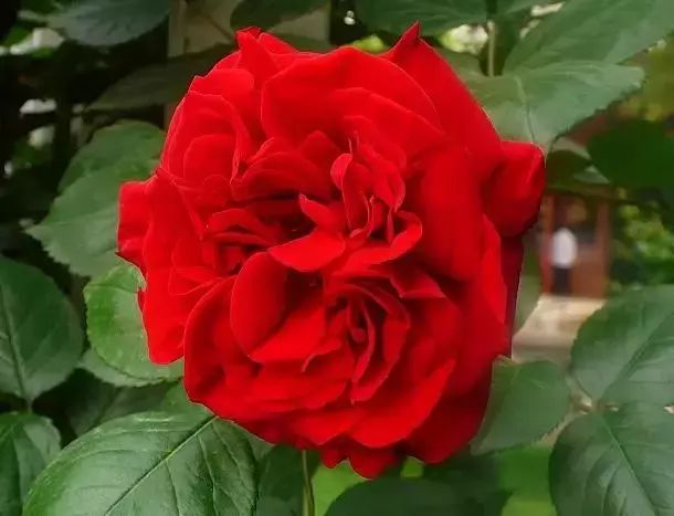50种花语浪漫