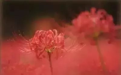 50种花语浪漫