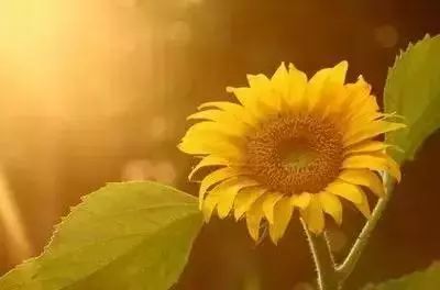50种花语浪漫