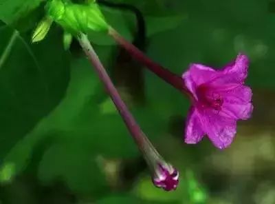 50种花语浪漫