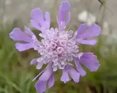 50种花语浪漫