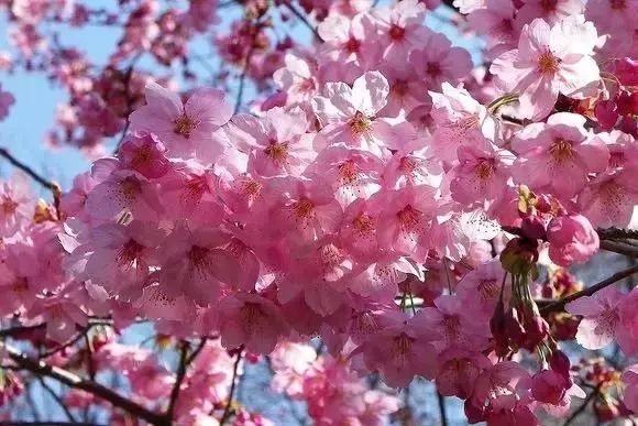 50种花语浪漫