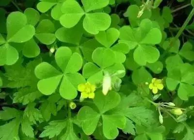 50种花语浪漫