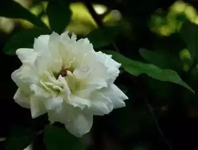 50种花语浪漫