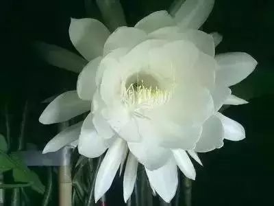 50种花语浪漫