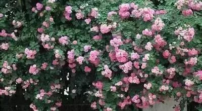 50种花语浪漫