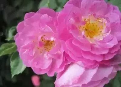 50种花语浪漫