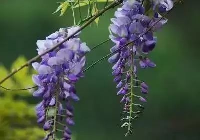 50种花语浪漫