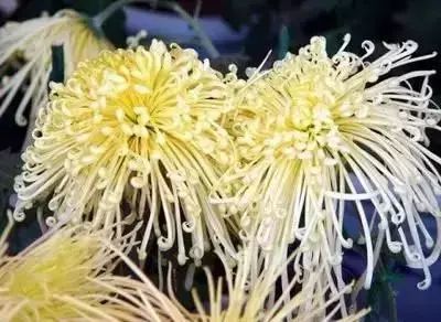 50种常见送花花语