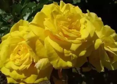 50种常见送花花语