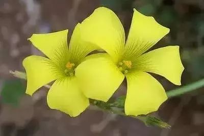 50种常见送花花语