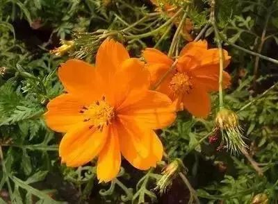 50种常见送花花语