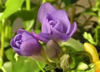 50种常见送花花语