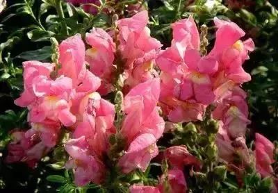 50种常见送花花语